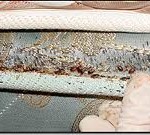 mattress infested with bedbugs