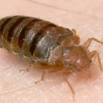 mature-bed-bug-feeding