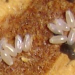 nest-of-bed-bug-eggs