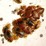 nest-of-bedbugs