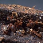 nest-of-breeding-bed-bugs