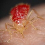 nymph-feeding-on-human-blood