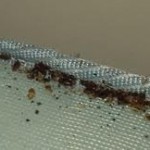 tell-tale-signs-of-bed-bug-infestation