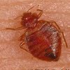 Bedbug