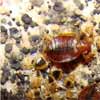 Bedbug Eggs