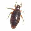 Bedbug Database