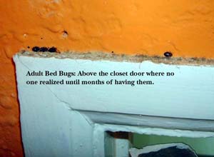 Bedbug Nesting Location