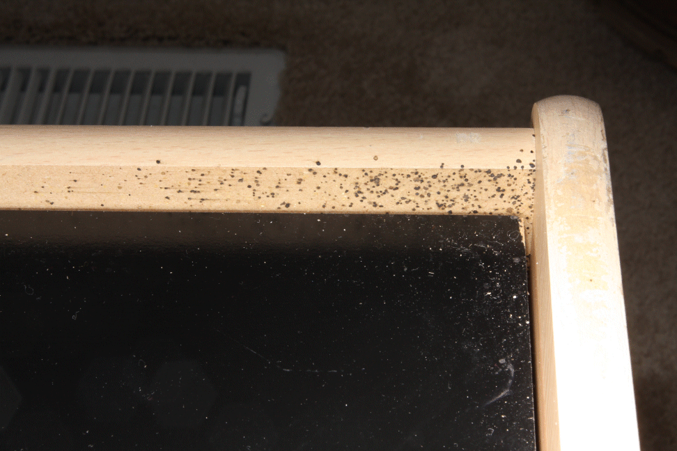 bed bug feces