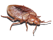 Bed bug Database