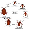 Bed Bug Life Cycle