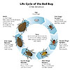 Bed Bug Life Cycle