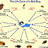 Bed Bug Life Cycle