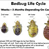 Bed Bug Life Cycle