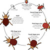 Bed Bug Life Cycle