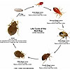 Bed Bug Life Cycle