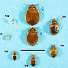 Bed Bug Life Cycle