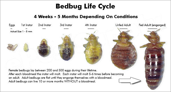 Bedbug Life cycle