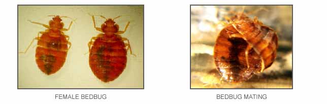 male and female bedbugs