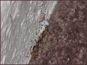 Bedbug on Baseboard