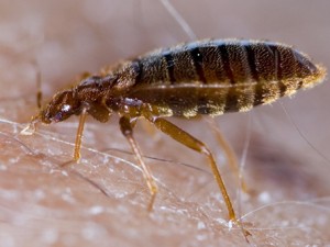 Bed Bug Feeding