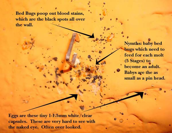 Bedbug Poop And Eggs