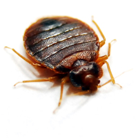 Bed bug Species