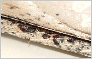 bed bug hide