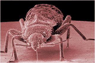 Bed Bug Database