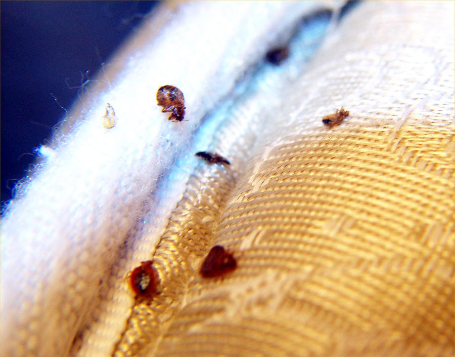 Bed Bug Hiding Places