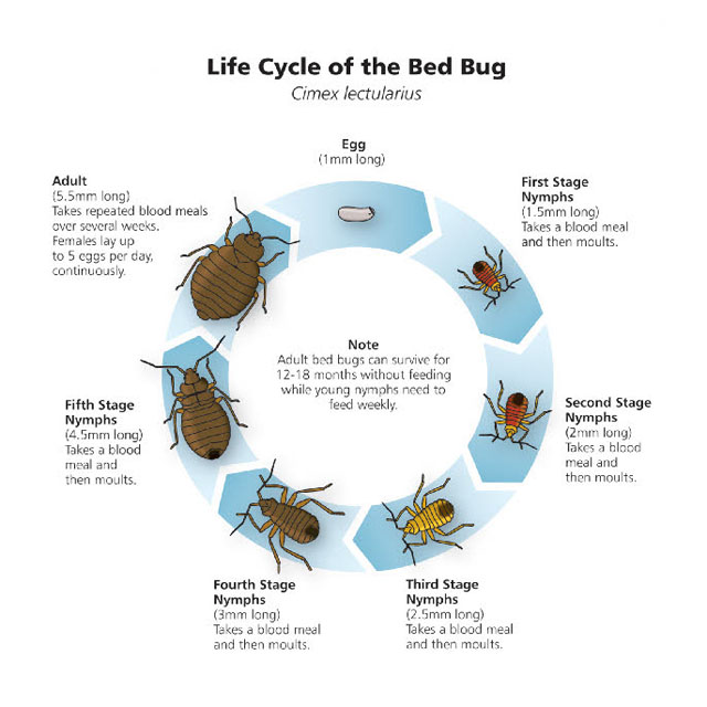 Bedbug Life Cycle Premium