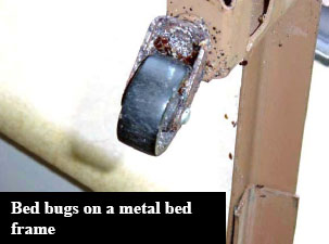 Bed bug on Metal Frame