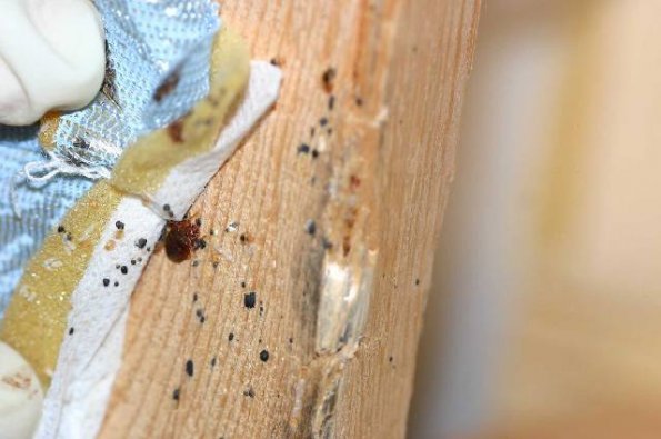 Bed Bug Under fabric-beneath box spring