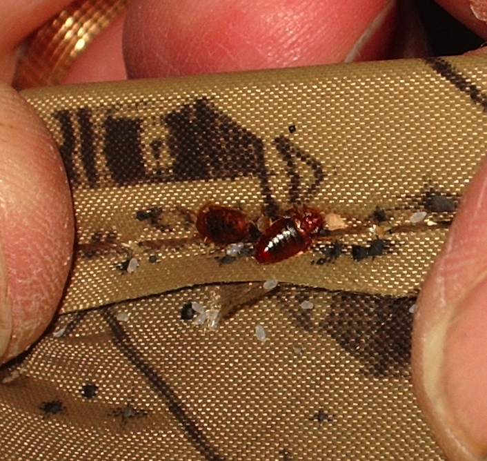 Bed Bug With Eggs