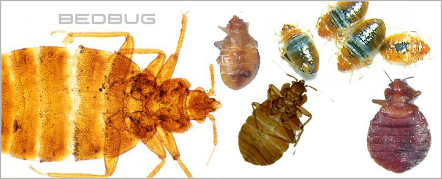 Bed Bug Database