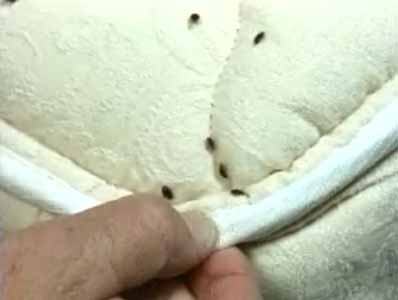 Bed bug in Hotel