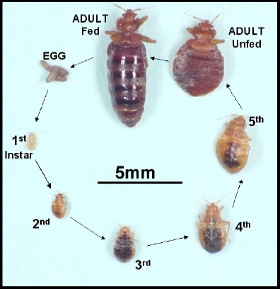 Bed bug Life Cycle