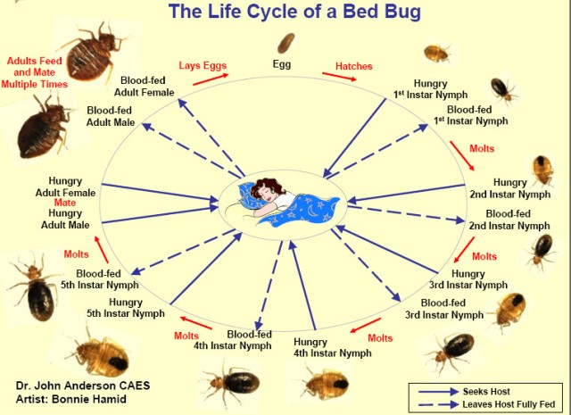 Bedbug Life Cycle